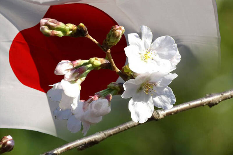 東京靖國神社染井吉野櫻標本木的櫻花今天開花，宣布日本櫻花季的到來。（記者林翠儀攝、路透；本報合成）