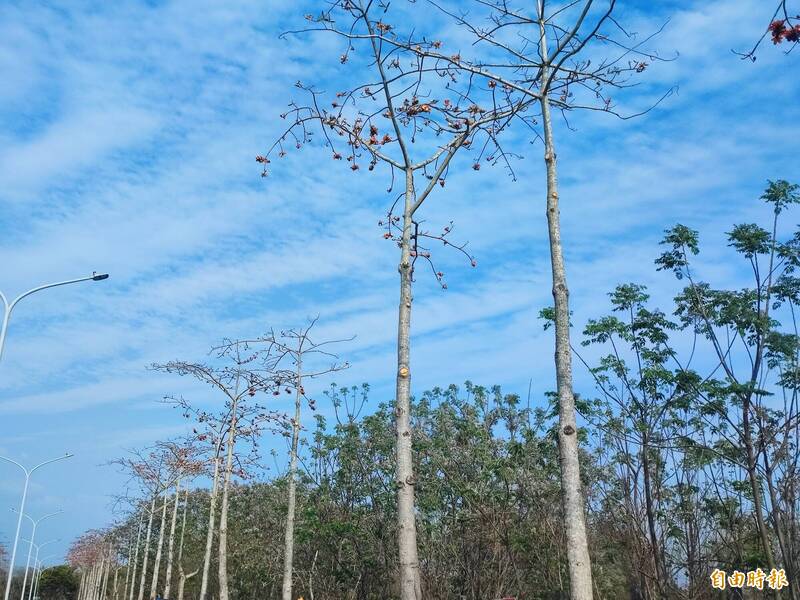 歸仁十五路的木棉樹，遭質疑枝條修剪過度，「爆紅」美景不再。（記者吳俊鋒攝）