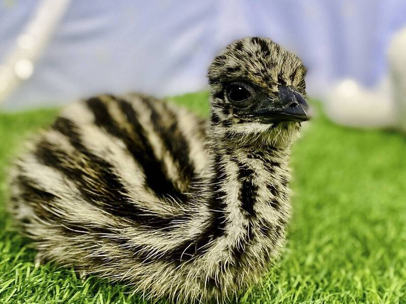 目前有3隻小鴯鶓破殼而出、健康成長中。（台北市立動物園孵化室提供）