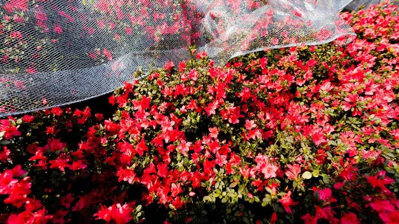 新北萬里及金山區是全台灣最大、品質最好的杜鵑花產區，種植規模達30公頃，年產量約600萬株。（新北市農業局提供）