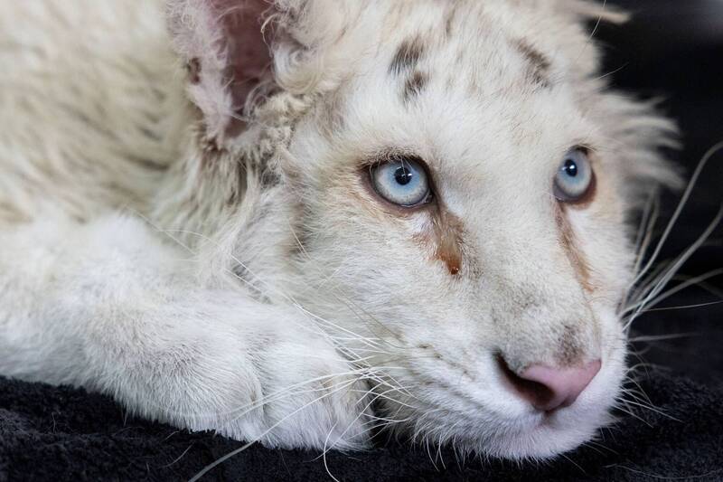 雅典動物園清潔工翻垃圾桶 意外撿到小白虎