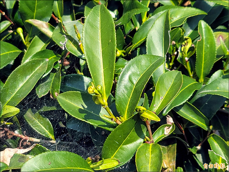 仁愛鄉中海拔茶區正值萌芽期，持續乾旱將影響茶芽生長，導致葉片長不大。（記者佟振國攝）