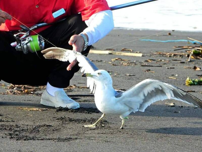 宜縣一名釣客在蘭陽溪出海口拋竿垂釣時，一隻黑尾鷗在半空中被魚線纏繞翅膀受困。（沈姓鳥友提供）