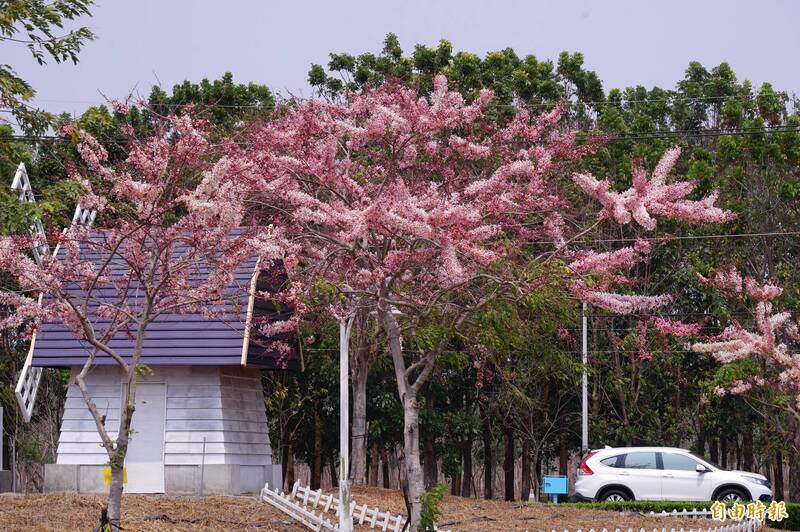 新埤綜合休閒公園三月的花季從地上轉到樹梢，現在由花旗木爆花當主角。（記者陳彥廷攝）