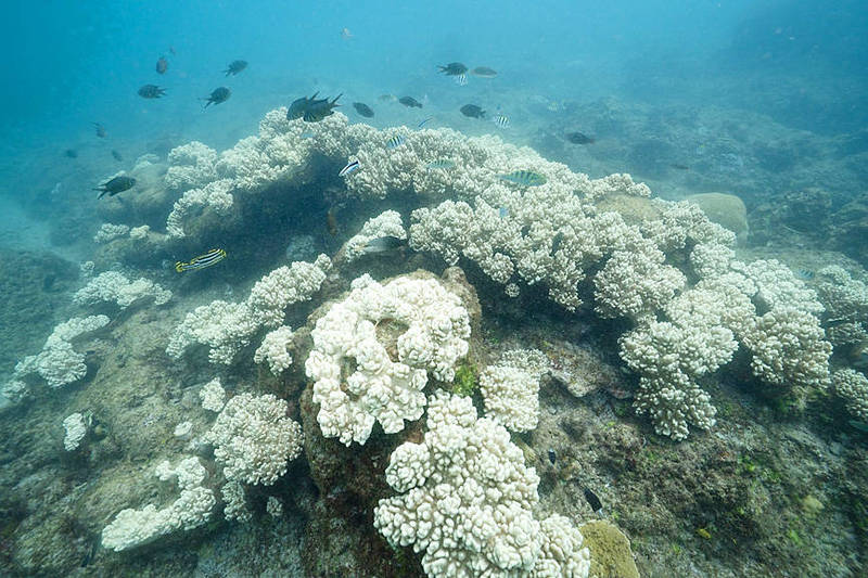 《TAIPEI TIMES》 Hypoxia threatening coral in tropical seas: study