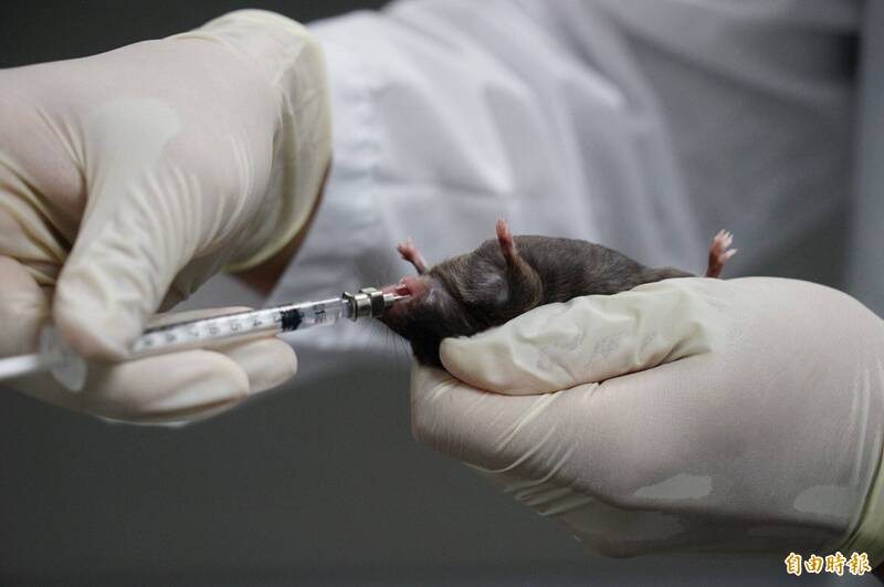 日本大坂大学与九州大学共同研究的项目近期获得重大成果，他们用2只雄性老鼠的细胞培育出一只新的幼鼠。示意图，非新闻事件之老鼠。（资料照）(photo:LTN)