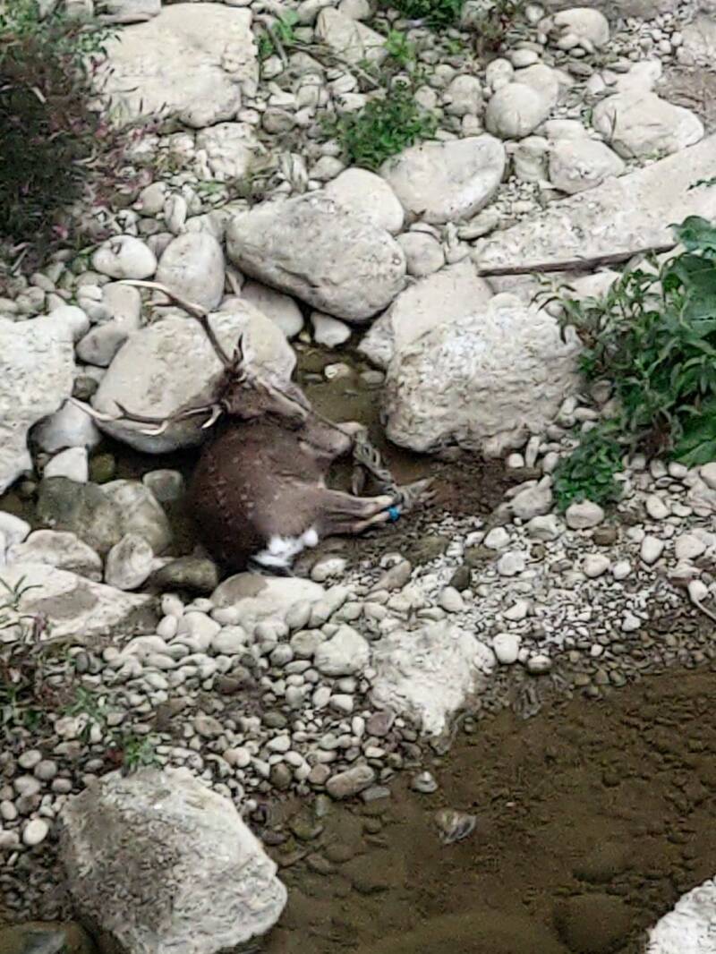 梅花鹿被發現遭綁橋下，警民合力救援。（民眾提供）