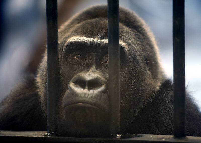 大猩猩Bua Noi独自被关在曼谷私人动物园「帕塔动物园」逾30年。（欧新社）(photo:LTN)