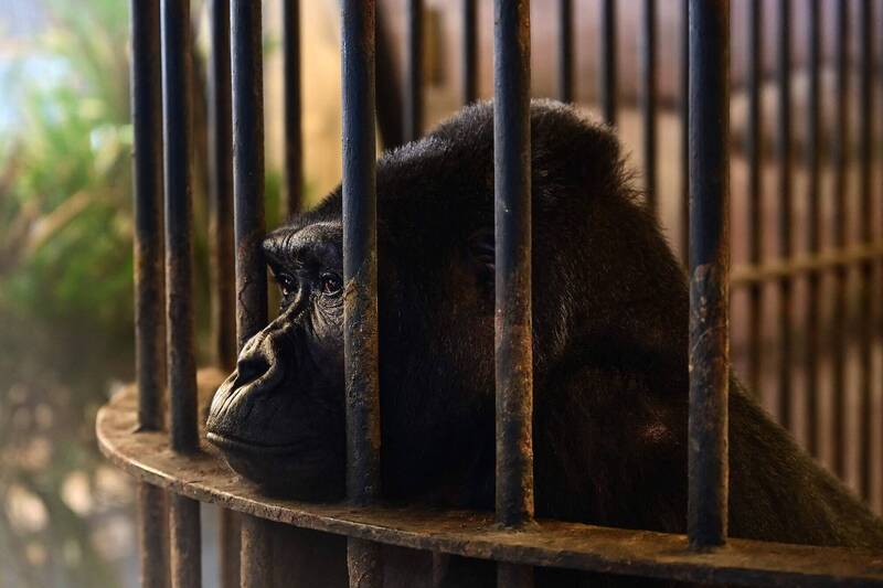 大猩猩Bua Noi独自被关在曼谷私人动物园「帕塔动物园」逾30年。（法新社）(photo:LTN)