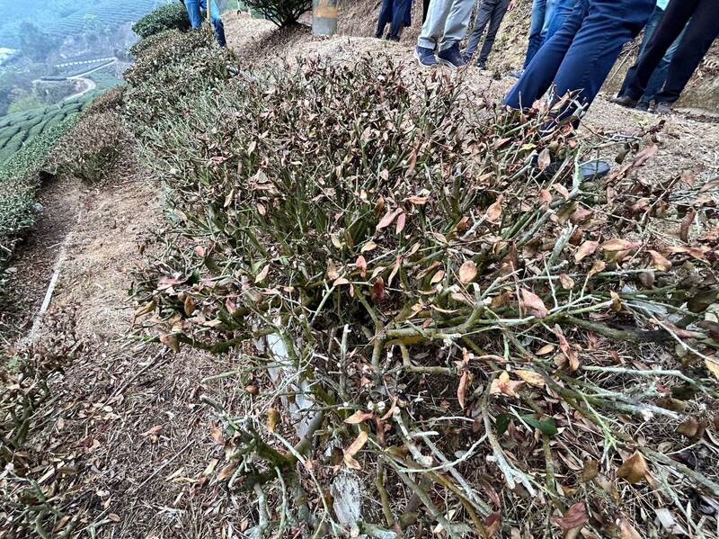 乾旱古坑草嶺、樟湖茶樹枯死，春茶無法收成，農委會公告雲林茶為天然災害現金救助項目，每公頃補助5.5萬元。（圖由立委劉建國服務提供）