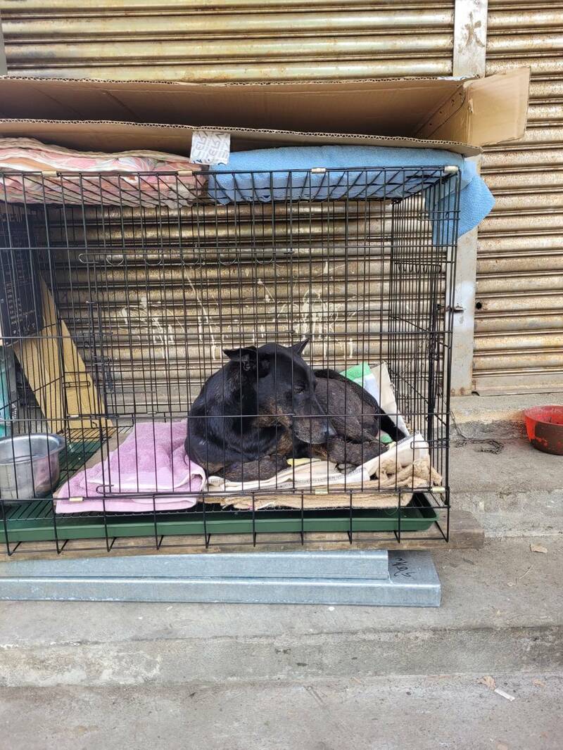 基隆1隻流浪犬被休旅車惡意輾過,後肢雙腿骨折。(動保所提供) 基隆1隻流浪犬被休旅車惡意輾過,後肢雙腿骨折。(動保所提供)