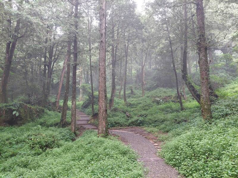 阿里山新設置水山療癒步道。（圖由林務局提供）