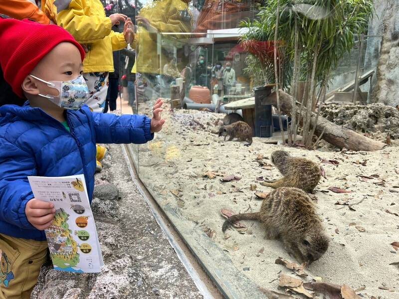 壽山動物園的狐獴很受小朋友喜愛。（記者葛祐豪翻攝）