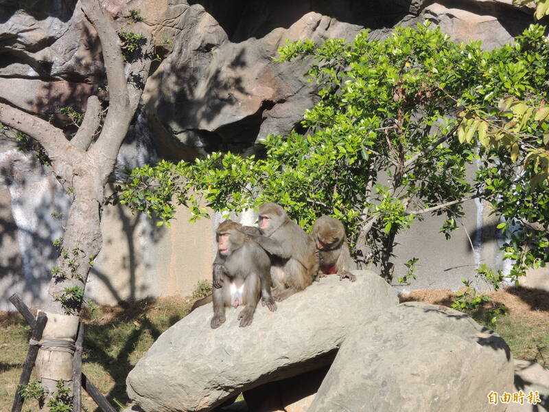 新竹市立動物園稱園內僅有台灣彌猴及馬來猴和長臂猿等猴類，並未飼養非洲狒狒等大型靈長類動物。園內的猴類也沒有逃失情形。（記者洪美秀攝）