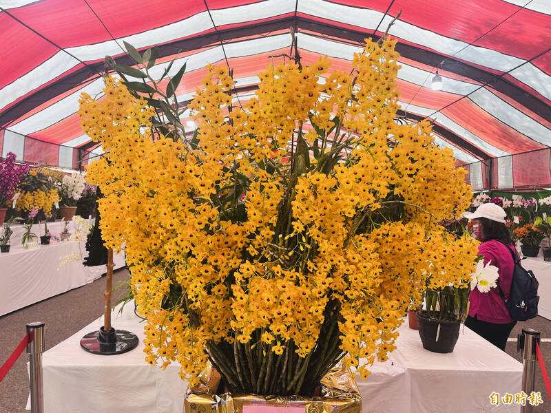 花農何國芳的流蘇石斛花開近2千朵，顏色鮮明且氣味清香，勇奪「全場總冠軍」。（記者林旻臻攝）