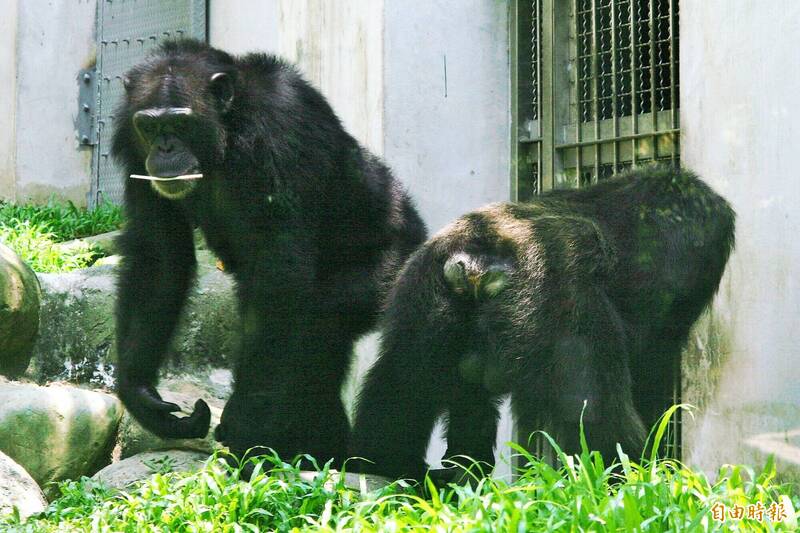 高雄市壽山動物園有聰明的黑猩猩可欣賞。（記者許麗娟攝）