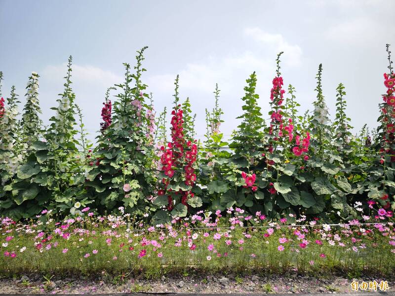 「員林蜀葵花海」今年重返南區公園發源地，種花面積從2萬株增加至2萬5千株，每株花開逾2公尺，相當吸睛。（記者陳冠備攝）