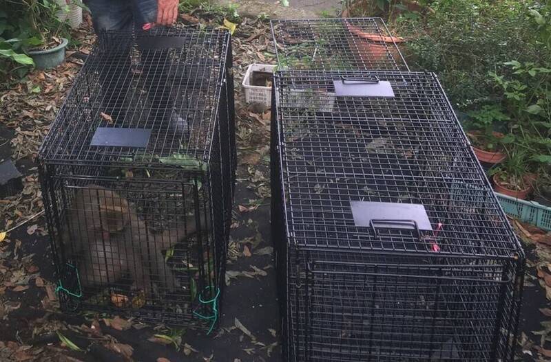 新竹縣政府農業處派員協助在飛鳳山誘捕到其中一隻台灣獼猴，檢視後已擇地野放。（新竹縣政府提供）
