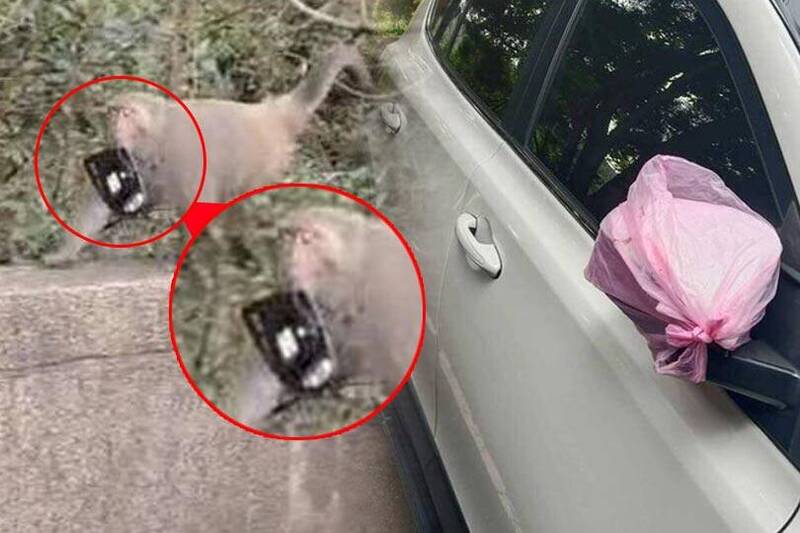 有網友在臉書社團分享飛鳳山停車場出現猴子摘下汽車照後鏡的情景。（擷取自臉書社團「芎林人大小事」、朱錦源提供；本報合成）