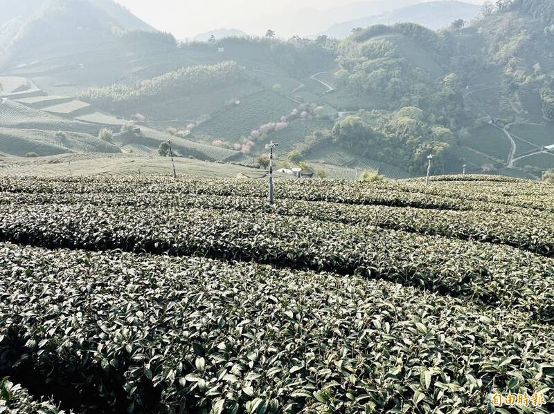 嘉義普降甘霖，雖無法抒解旱象，但對春茶生長有所助益。（記者蔡宗勳攝）