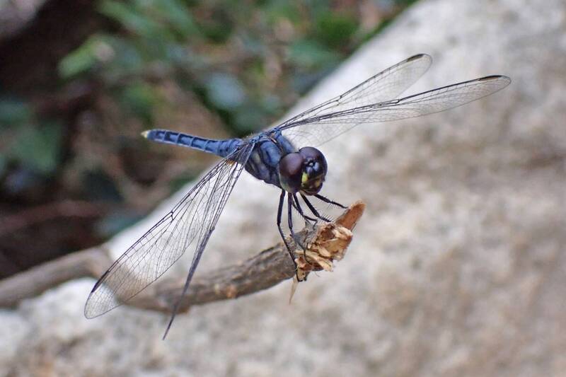 斑麗翅蜻Variegated Flutterer (Dragonfly) | 楊必興P H Yang - 灼見名家