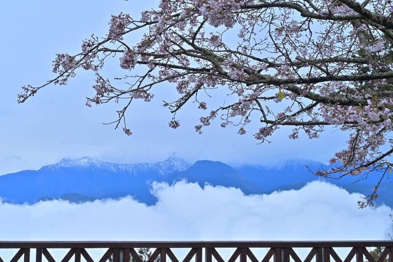 盛開中的祝山染井吉野櫻與玉山白雪隔空輝映美景。（黃源明提供）