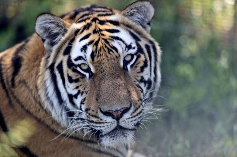 美國喬治亞洲一處野生動物園發生老虎逃脫事件。（美聯社）