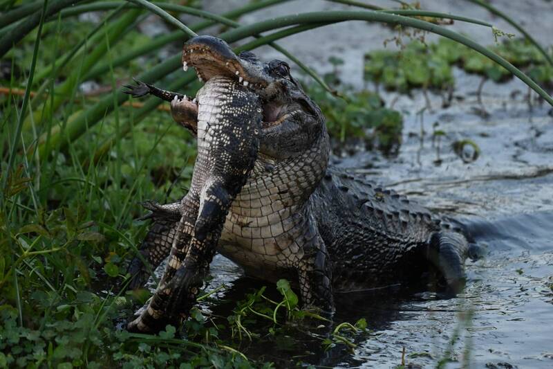 美攝影師目睹「大鱷魚吞食小鱷魚」 驚險瞬間畫面曝光- 蒐奇- 自由時報電子報