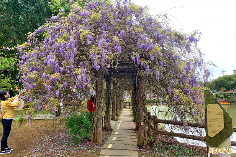 中壢龍德、龜山大湖公園紫藤花開- 桃園市- 自由時報電子報