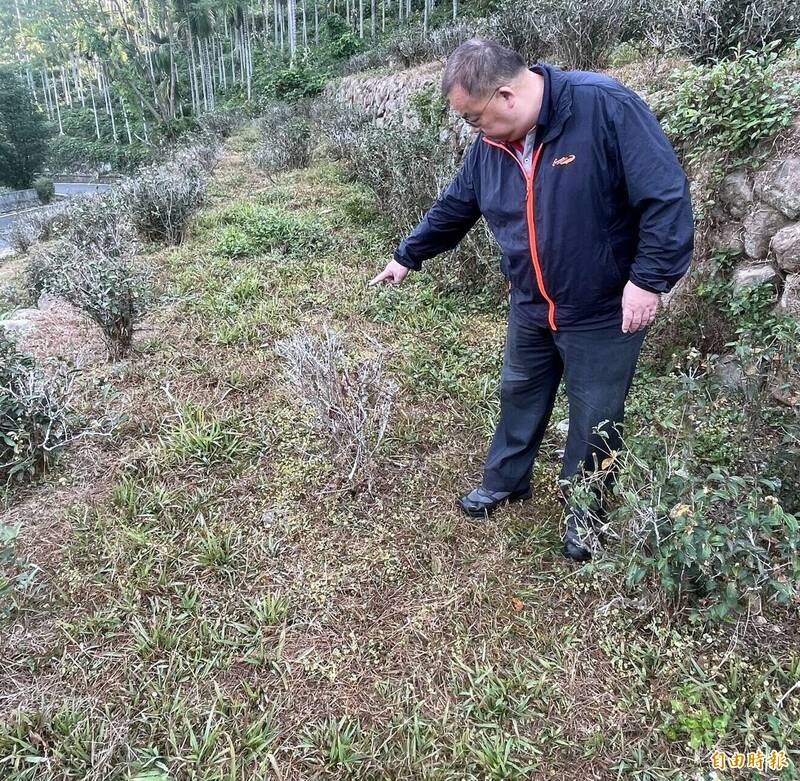 南投縣鹿谷鄉農會總幹事林義能指乾旱衝擊下，鄉內許多茶樹出現葉片掉光、枯死。（記者謝介裕攝）