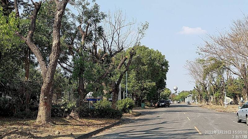 中油高雄廠舊址道路拓寬移樹致死？高市府澄清拓寬範圍尚未移樹，目前依程序進行修枝、斷根。（記者王榮祥翻攝）