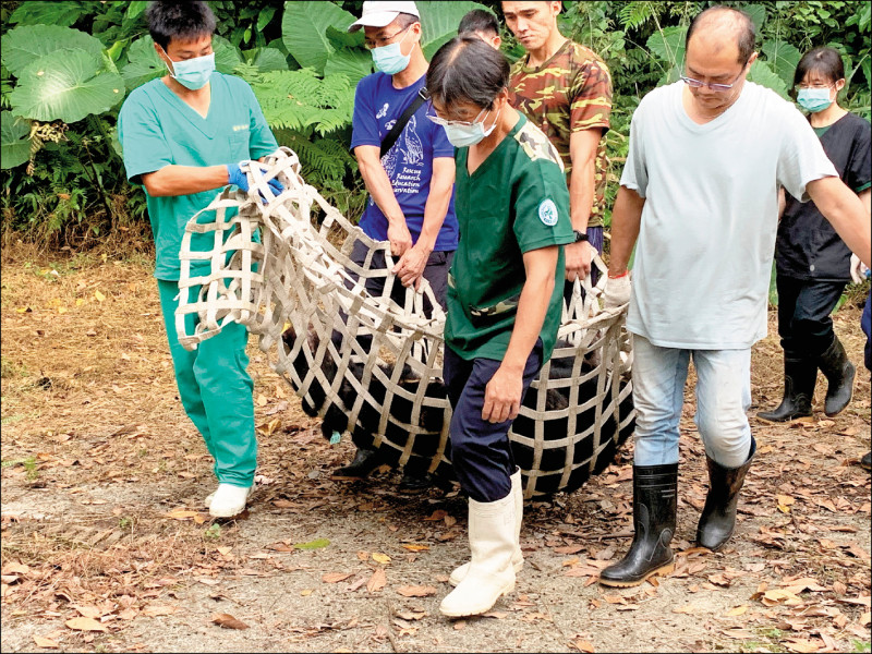 學者指出，捕捉野生動物要交給專業團隊處理，不要讓沒受過訓練者上陣。圖為特生中心獸醫師團隊將黑熊麻醉，合力抬至醫療檯上檢查治療。
（資料照，東勢林管處提供）