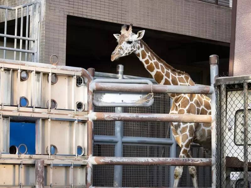 台灣動物平權促進會等動保團體今發布聯合聲明表示，六福村在動物飼養管理出現極大疏漏。（圖由台灣動物平權促進會等動保團體聯合提供）