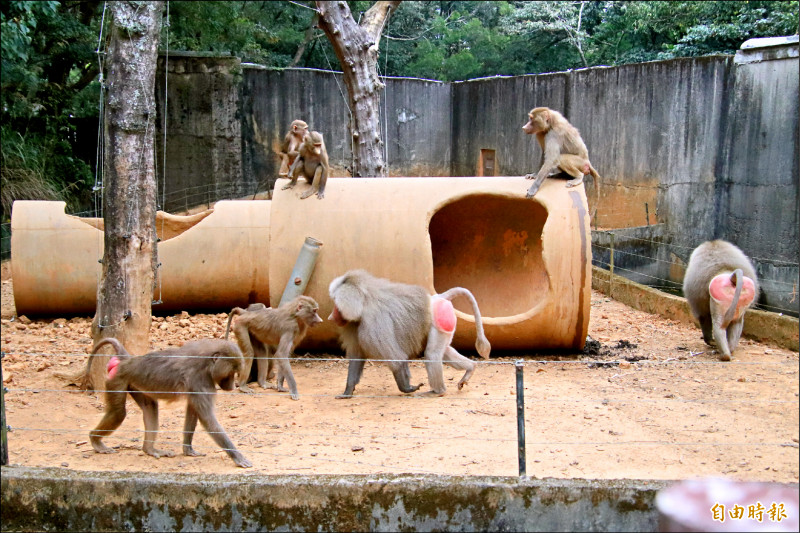 動物園的動物是否都要植入晶片，林務局將邀集專家討論。圖為六福村的阿拉伯狒狒。
（記者黃美珠攝）