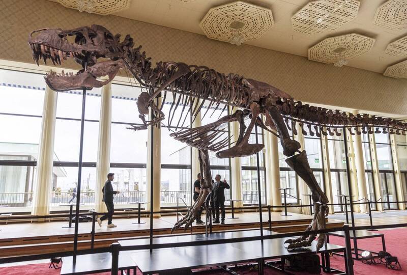 拍卖行指出，这副暴龙化石之所以会叫「三位一体」，是因为化石分别来自3只不同的暴龙，293则代表暴龙身上的293块骨头。（路透）(photo:LTN)