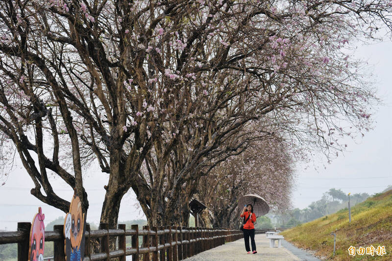 烏山頭水庫香榭大道的南洋櫻二度開花,賞花延長到4月中旬。(記者楊金城攝) 烏山頭水庫香榭大道的南洋櫻二度開花,賞花延長到4月中旬。(記者楊金城攝)
