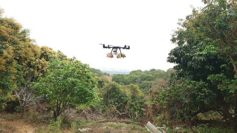 彰化防堵荔枝椿象危害荔枝、龍眼,最近開始透過無人機投入平腹小蜂治蟲害。(縣府提供) 彰化防堵荔枝椿象危害荔枝、龍眼,最近開始透過無人機投入平腹小蜂治蟲害。(縣府提供)