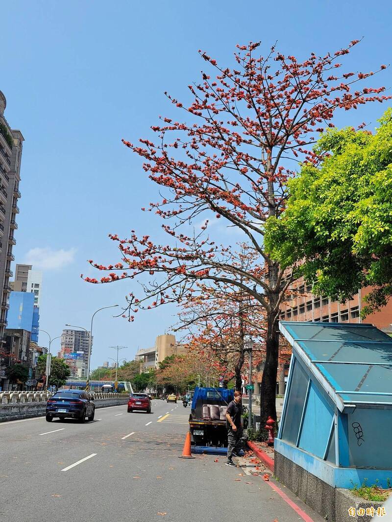 台北市羅斯福路上的木棉花開正艷。（記者何玉華攝）