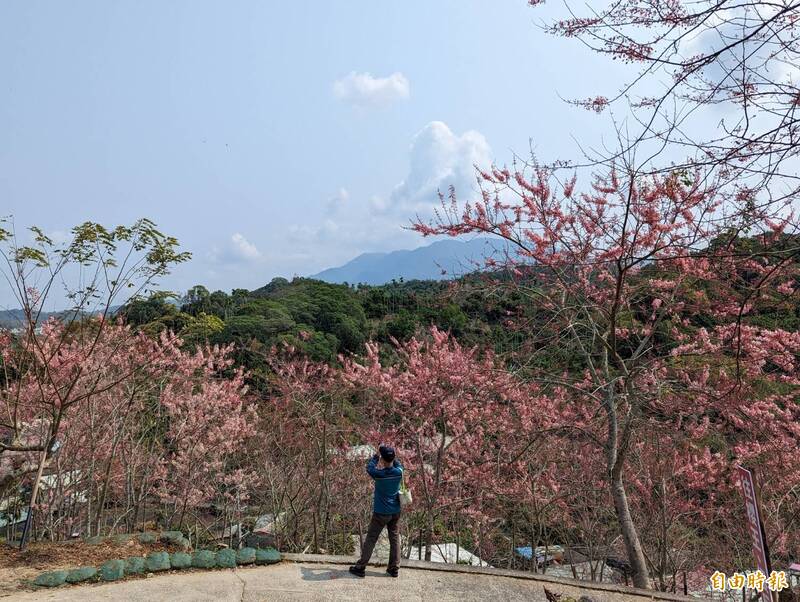 民眾趁著連假，到義隆村「阿拉伯的粉紅村」賞花。（記者王善嬿攝）