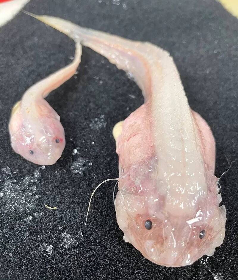 在日本南部伊豆小笠原海沟水下8336公尺处发现的蜗牛鱼（Snailfish）。（撷取自推特）(photo:LTN)