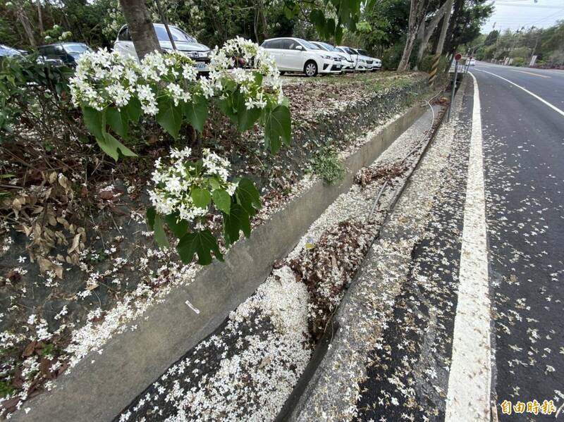 古坑荷苞公園的油桐花大爆發，花朵掉滿地。（記者詹士弘攝）