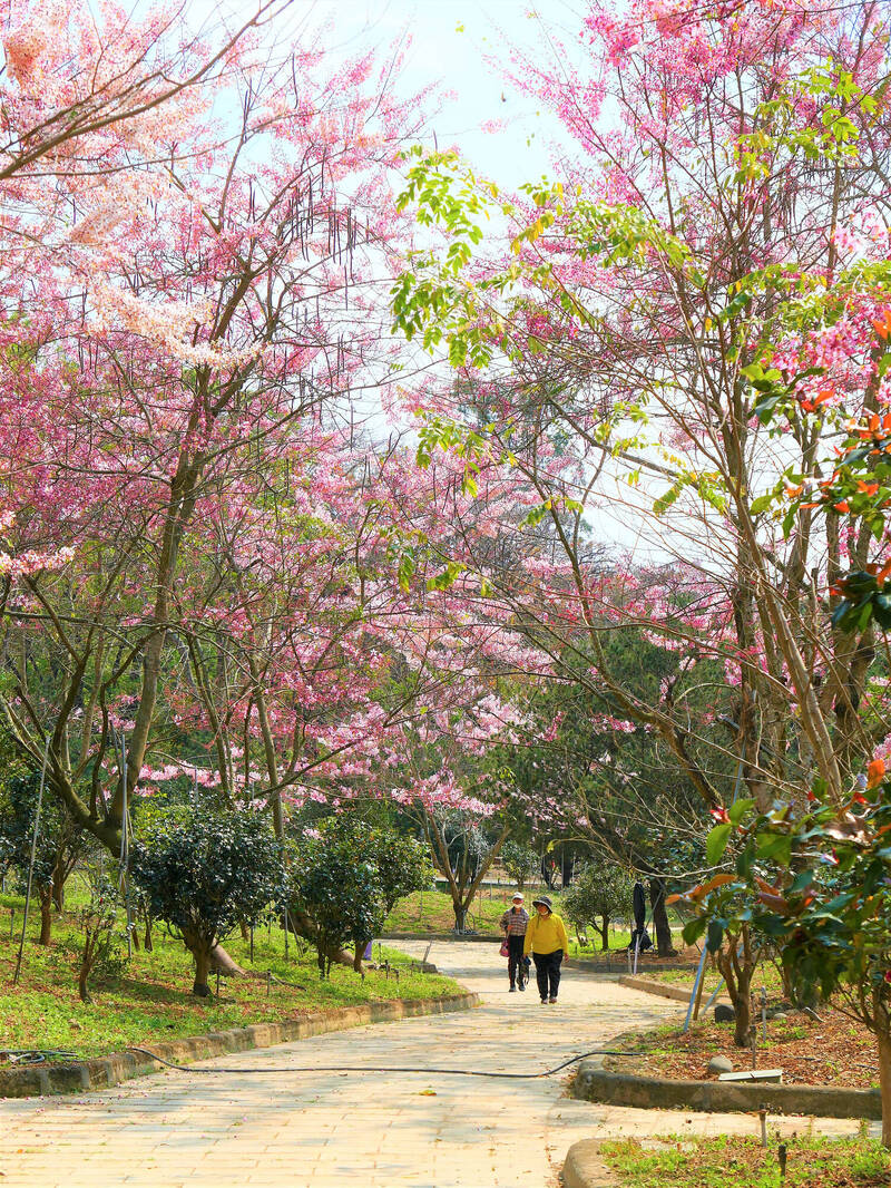 天臺山維多莉亞園開滿花旗木花海。（茂管處提供）