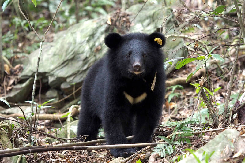 霧台連續獵殺台灣黑熊案6日偵結，檢方以違反野生動物保育法起訴9人；示意圖。（林務局提供）