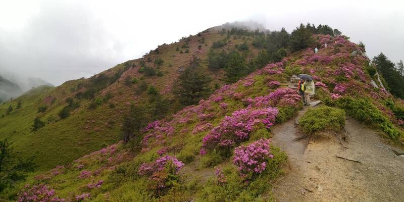 合歡山杜鵑花季每年吸引遊客上山賞花，但山區交通容易打結，警方將實施山區3人以上高乘載管制。（資料照，記者花孟璟攝）