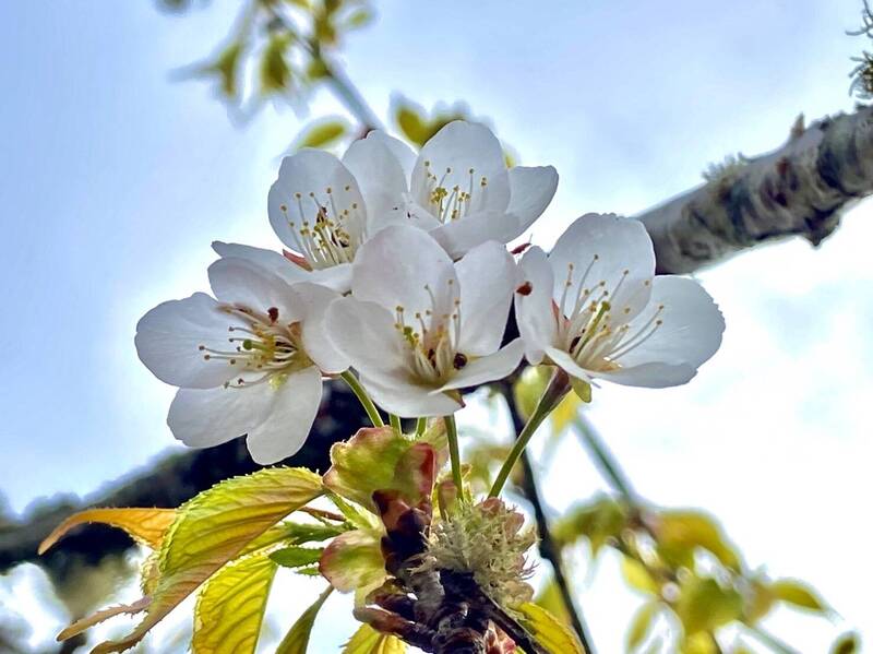 太平山櫻花。（羅東林管處提供）