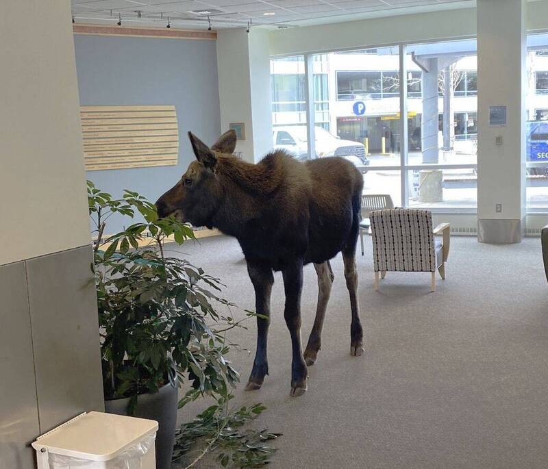 野生麋鹿走进美国阿拉斯加1家医院，吃大厅的绿色植物。（美联社）(photo:LTN)