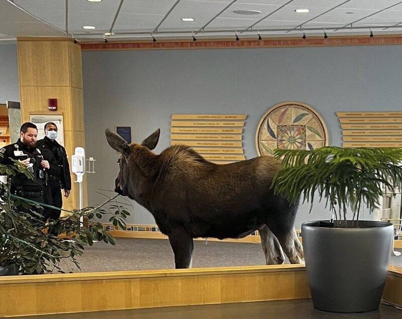 医院安全人员企图以包抄方式，将不请自来的麋鹿赶出门。（美联社）(photo:LTN)