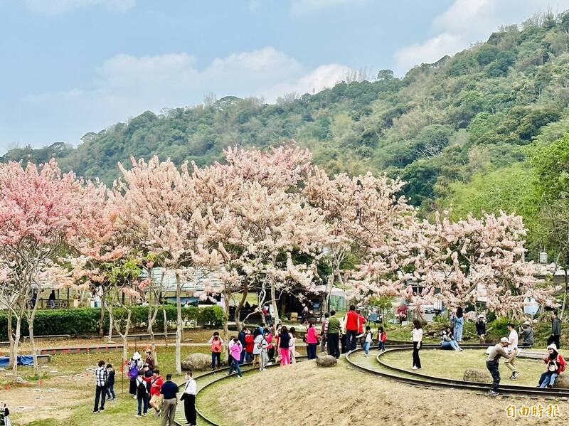 阿里山國家風景區管理處觸口遊客中心花旗木盛開，人氣很旺。（記者蔡宗勳攝）