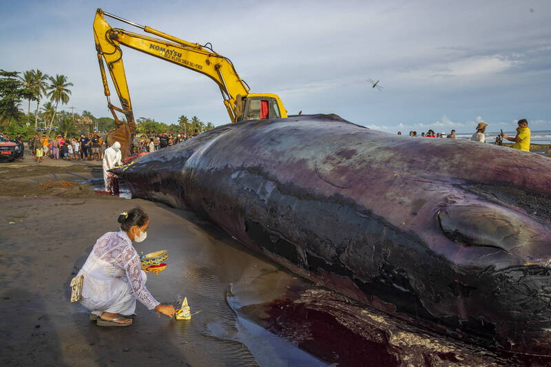 印尼峇里島的海灘近日接連發生多起鯨魚擱淺死亡事件，8日又有一頭長達17公尺的抹香鯨擱淺在海灘上死亡。（歐新社資料照）