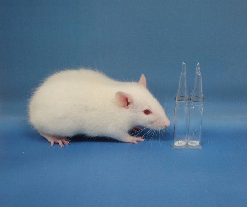 日本京都大学的研究团队近日宣布，透过不同基因的老鼠测试实验中证实，大脑特定区域的活性与适应压力的能力有关。该团队发现，老鼠大脑中的机制也同样适用于人类，此实验的发展将能为忧郁症的治疗方法带来不小的进步。（法新社资料照）(photo:LTN)